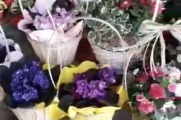 Cestinhos de Plantas e Flores por apenas 10€
