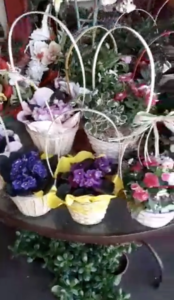 Cestinhos de Plantas e Flores por apenas 10€