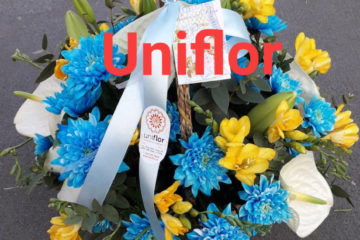 Dia do Pai com Cesta de Margaridas Azuis e Fresias Amarelas - Florista Lisboa Uniflor